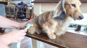 grooming a longhair dachshund you