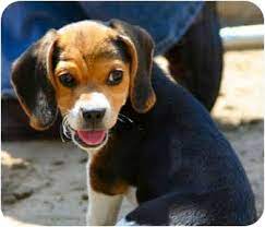 How much are beagle puppies for sale? Bakersfield Ca Beagle Meet Madison A Pet For Adoption