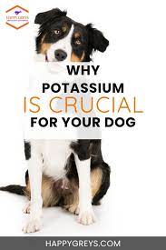 potium for dogs and why it s