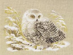 Snowy Owl 14 Count Aida