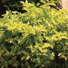 It is widely cultivated as an ornamental plant in tropical and subtropical gardens throughout the world, and has become naturalized in many places. Gold Duranta Sky Flower Aurea Duranta Erecta My Garden Life