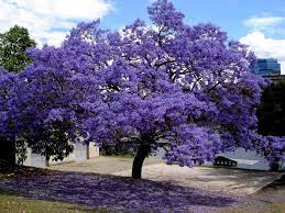 List Of Flowering Trees In India 1 Is