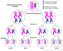 Chromosome Behavior And Sex Chromosomes Biol110f2013