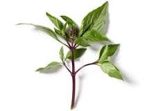 How do you store Thai basil?