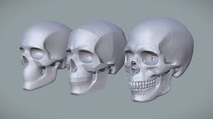 human skull for artist study pack