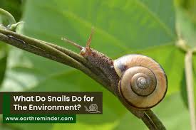 what do snails do for the environment