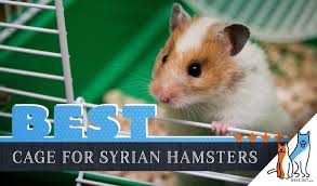 7 best syrian hamster cages with our