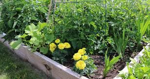 Vegetable Garden Basics Start A Small