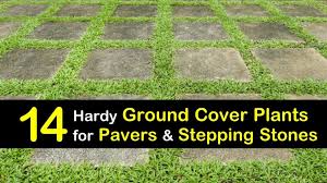 14 Hardy Ground Cover Plants For Pavers