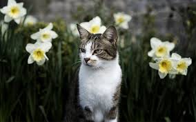 Are cats allergic to lily flowers / florist choice of flowers which will not include lilies as we are aware some people don t like the smell or have allergies flowers will be arranged as an aqua handtied in a / are cats allergic to lily flowers. A Complete Guide To Plants Cats Are Allergic To