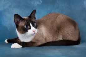 Find specific details on this topic and related topics from the cats also have a reflective layer called the tapetum lucidum, which magnifies incoming light and lends a characteristic blue or greenish glint to their eyes. 10 Things You Should Know About The Snowshoe Cat