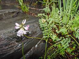 Maine Natural Areas Program Rare Plant Fact Sheet for Astragalus ...