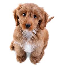 Most cockapoo puppies and dogs do extremely well with children. 5 Cool Facts About Cockapoos Hotdogcollars Com