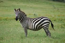 Burchell's or plains zebras inhabit savannas, short grasslands, tall grasslands and open. Plains Zebra Facts Habitat Diet Life Cycle Baby Pictures