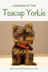 teacup yorkie the world s smallest