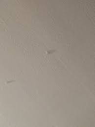 ceiling are likely pantry moth larvae