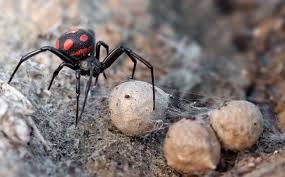 Паук черная вдова — это один из самых опасных пауков в мире, насчитывающий в своем роду 30 видов, пожирающих партнера после спаривания, и чей яд способен убить человека или крупное животное. Pauk Chernaya Vdova Mir Zhivotnyh I Rastenij
