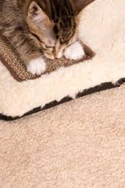 Some cats that are bored or don't get scratching boards are the best solution for long term. 39 Behavior Cat S Domination Ideas Cats Cat Owners Animals