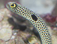 spotted garden eel the dallas world