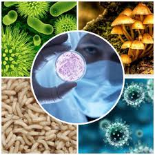 Utilización de microorganismos de ambientes extremos y sus productos en el  desarrollo biotecnológico
