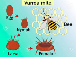 Varroa Destructor Is An External Parasitic Mite That Attacks