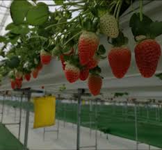 Image result for strawberry plants