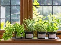 how to plant a windowsill herb garden