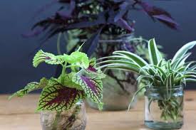 house plants that grow in water the