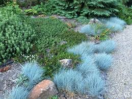 Festuca rubra 'Patrick's Point' | California Flora Nursery