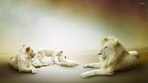 Albino lion family wallpaper - Animal ...