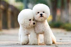 toy poodle dog breed information