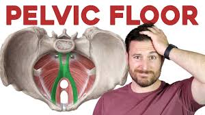 the pelvic floor muscles explained