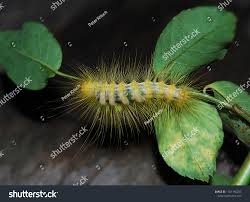 Yellow Hairy Caterpillar Tussock Moth Halysidota Stock Photo
