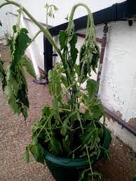 Rotate the planting location every three to five years. Wilting Tomato Plants Bbc Gardeners World Magazine