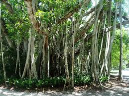 Image result for BANYAN TREE