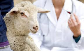 Common Diseases Of Dairy Goats And Sheep Alabama