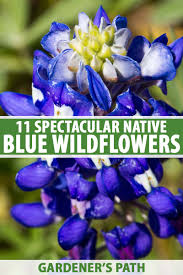 11 native blue flowers for the garden