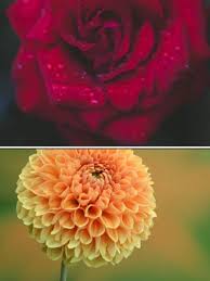 rose to dahlia 7 most beautiful