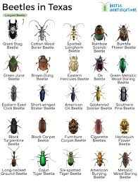 types of beetles in texas with pictures