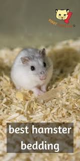 4 Best Hamster Bedding Substrate