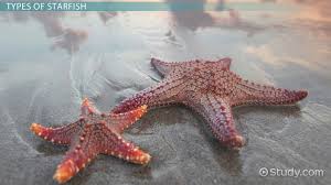 Starfish Types Characteristics Anatomy