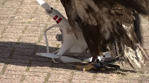 trained police eagle take down a drone