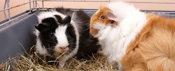 understanding your guinea pig