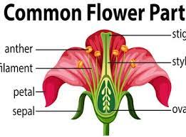 diagram of the parts of a flower