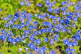 Check spelling or type a new query. Veronica Umbrosa Georgia Blue Speedwell