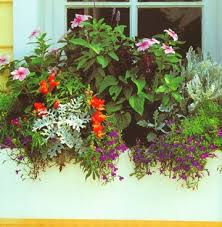 How To Plant A Rockin Window Box The