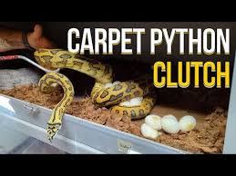 carpet python eggs you