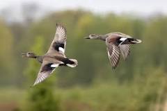 how-long-can-ducks-fly