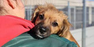 Paco ist ein hübscher junghund, der in patras in einem verlassenen firmengebäude angekettet gefunden wurde. Mischlingswelpen Im Tierheim Warten Viele Kleine Hunde Auf Ein Zuhause