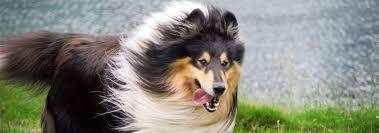 collie scottish collie facts and